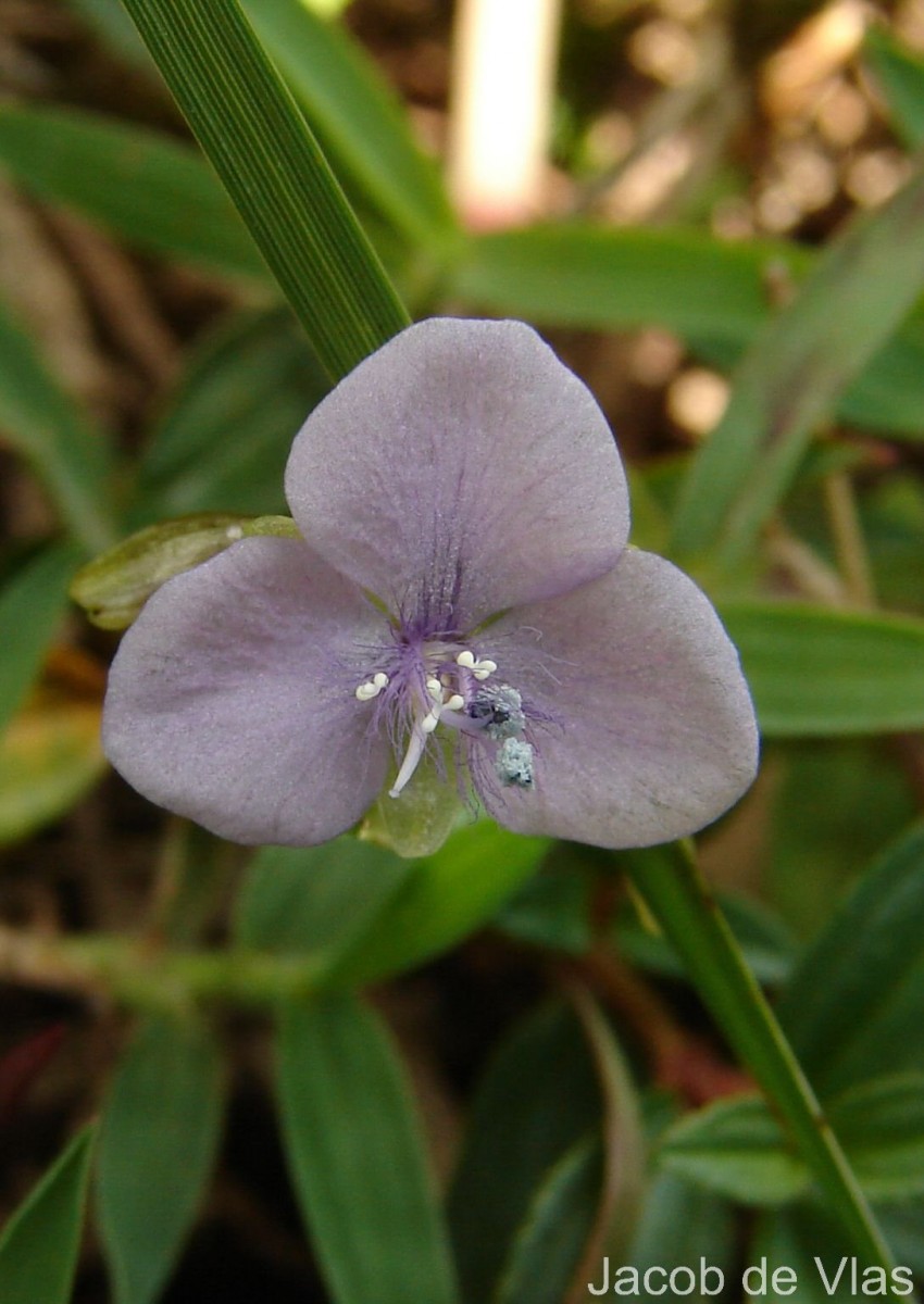 Murdannia simplex (Vahl) Brenan